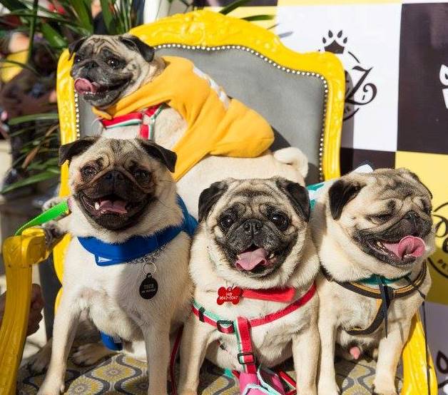 Jurerê Open Shopping promove Dog’s Day no sábado (10) cheio de diversão